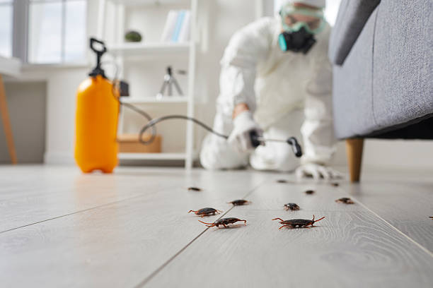 Post-Treatment Bed Bug Interceptor Monitoring in Kechi